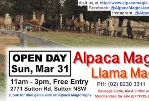 Alpaca Magic Open Day