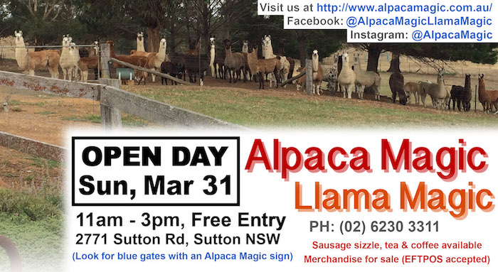 Alpaca Magic Open Day